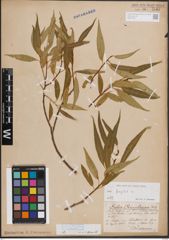 Foto von Salix fragilis L.